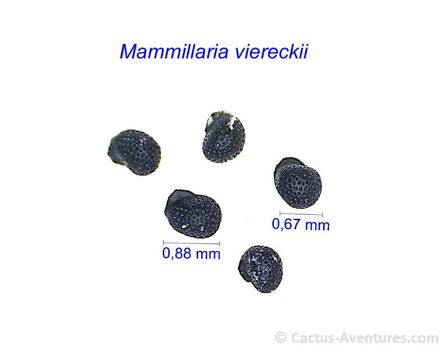 Mammillaria viereckii